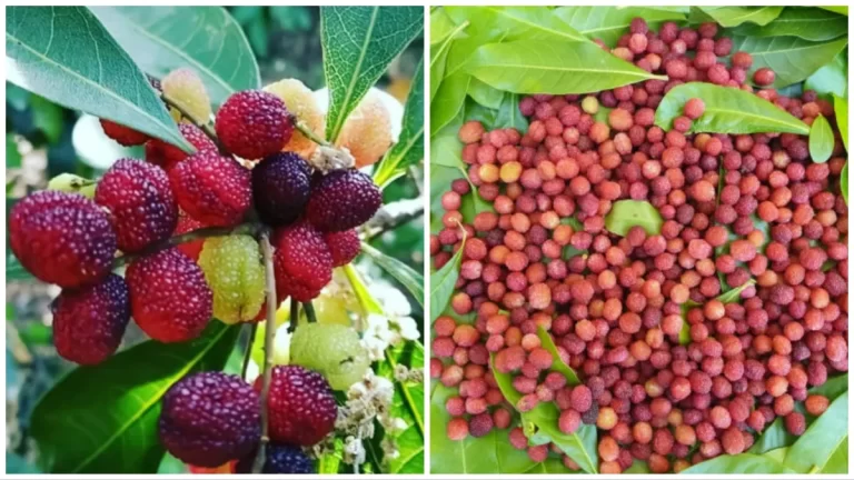 चमोली : जंगलों की आग से फीका पड़ा काफल का स्वाद, ग्रामीणों की टूटी कमाई की आस