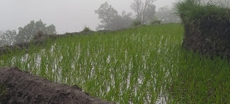 चमोली : पहली फुहार, देवपूजा और रोपणी का उत्सव, पहाड़ों के खेतों में लौटी रौनक