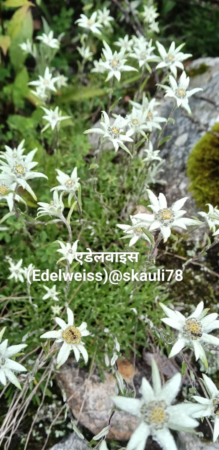 चमोली : फूलों की घाटी में महक रहा स्विट्जरलैंड का राष्ट्रीय पुष्प एडेलवाइस