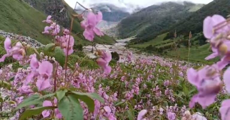 चमोली : फूलों की घाटी में टूटा पर्यटकों की आमद का रिकॉर्ड, तीन माह में पहुंचे 25,735 सैलानी